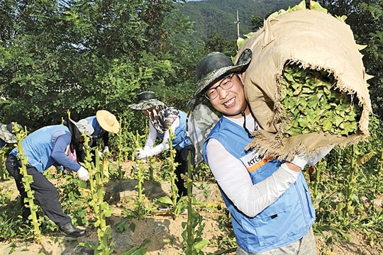 KT&G 임직원들이 잎담배를 운반하고 있다.