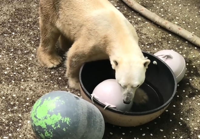 에버랜드 북극곰 통키 학대 논란 