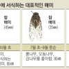 매미는 밤낮없이 맴맴?… ‘체온·빛’ 딱 맞아야 울어요