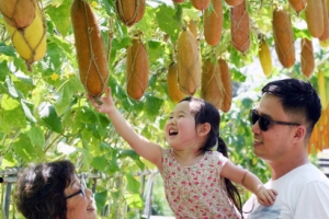 오이가 주렁주렁