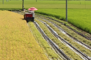 이천 극조생종‘ 설봉1호’  첫 노지 벼 수확