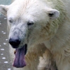폭염에 지친 북극곰… 외국으로 보내야 할까