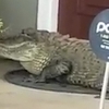 가정집에 찾아온 ‘무서운 손님’…현관 앞에 악어가