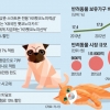 반려동물 1000만… 카드·보험 잘 고르면 양육비 ‘뚝’
