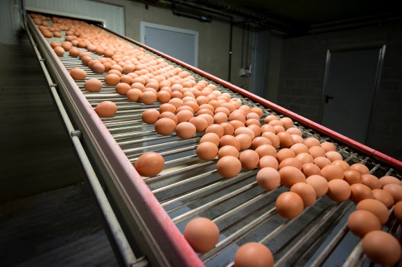 유럽 ‘살충제 달걀’ 파문