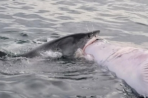 밍크고래 사체 뜯어먹는 백상아리 포착