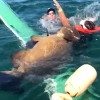 골리앗 그루퍼와 힘겨루기하다 바다에 ‘풍덩’