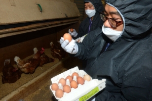 살충제 계란 피프로닐 먹으면…“장기손상·두통·감각이상 가능성”(종합)