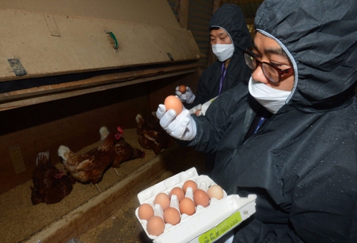 15일 오후 경기 화성시의 한 양계장에서 농림축산식품부 농산물품질관리원 검사요원들이 시료 채취를 위해 계란을 수거하고 있다. 강성남 선임기자 snk@seoul.co.kr