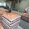 살충제 달걀 파문…네티즌들 “치킨은 괜찮나? 안전식품 있기는 한가”