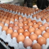 살충제 계란 파문 속에도…티몬, 계란판매 재개 “검사결과 이상 없다”
