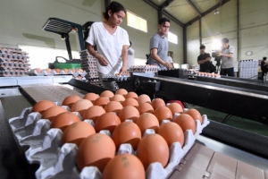 대형 마트서 유통 중인 달걀서 살충제 성분 검출...전국 6농가 초과(종합)