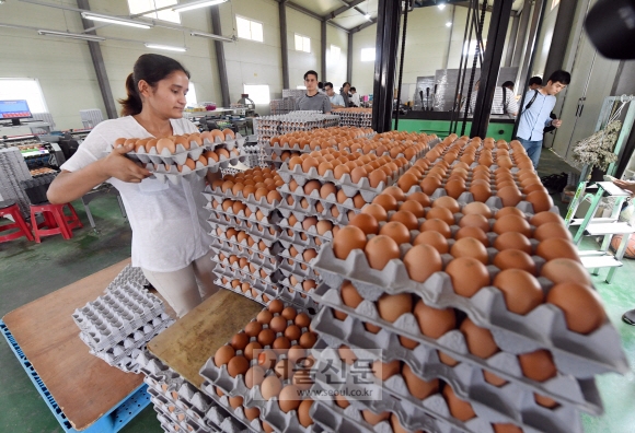 16일 식용란 살충제 검사를 통과해 반출적합 판정을 받은 경기도 화성시의 한 양계농가에서 직원이  계란반출을 위해 선별작업을 하고 있다.  정연호 기자 tpgod@seoul.co.kr