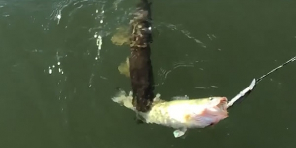 낚시로 잡은 물고기 탐하던 대어의 최후