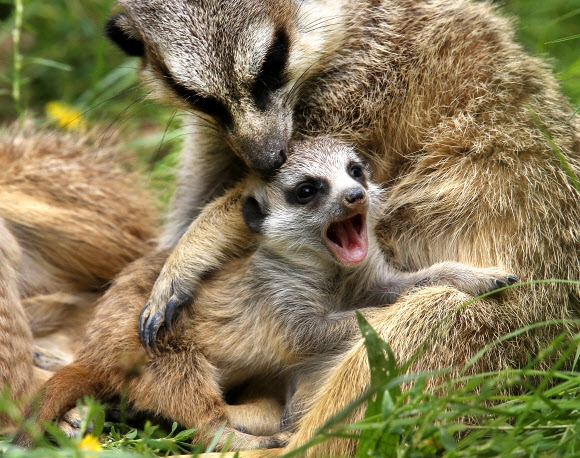 미어캣 새끼가 17일(현지시간) 독일 크론베르크 동물원에서 어미의 품 속에서 놀고 있다. AP 연합뉴스