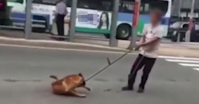 부산 구포가축시장 인근 대로변에서 탈출한 개를 강제로 끌고 가는 모습.  유튜브 캡처