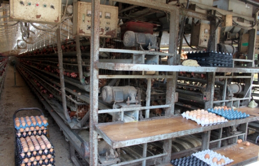 ’피리다벤’ 검출 논산 양계 농장