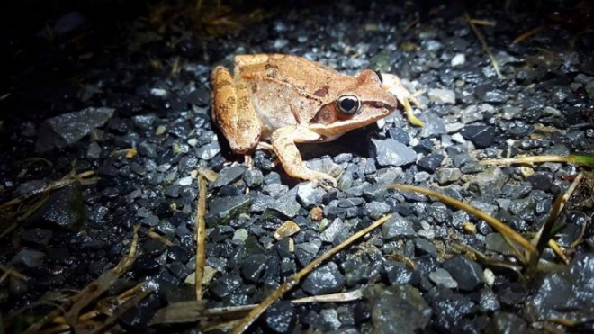 송장 개구리 일종인 나무숲산개구리. 개구리 개체 가운데 온도와 습도에 가장 민감하다.