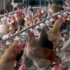 ‘DDT 검출’ 산란계 농장 닭·계란 전량 폐기
