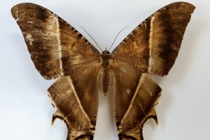 부안서 미기록 초대형 나방 발견