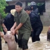 홍수 난 농장에서 구조된 돼지의 ‘환한 미소’ 화제