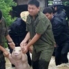 中 재난현장에서 구조된 ‘스마일 돼지’ 인기폭발