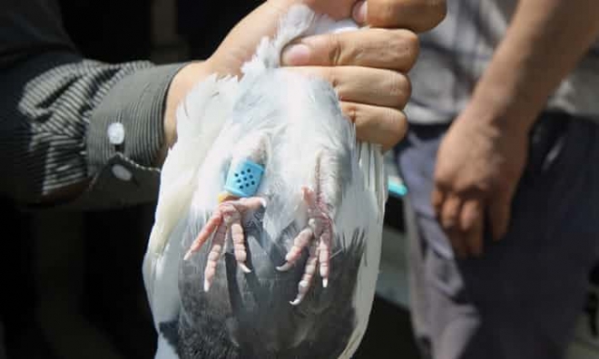 이란에서 적발된 마약 운반 비둘기