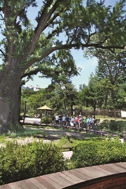 서울 도봉구 방학동 546에 있는 서울에서 가장 오래된 은행나무 사이로 삼각산 인수봉이 보인다. 서울특별시 보호수 제1호로 지정된 이 나무의 수령은 600년이다. 암수 두 그루가 있었는데 암나무는 아파트를 지으면서 벌채됐다.