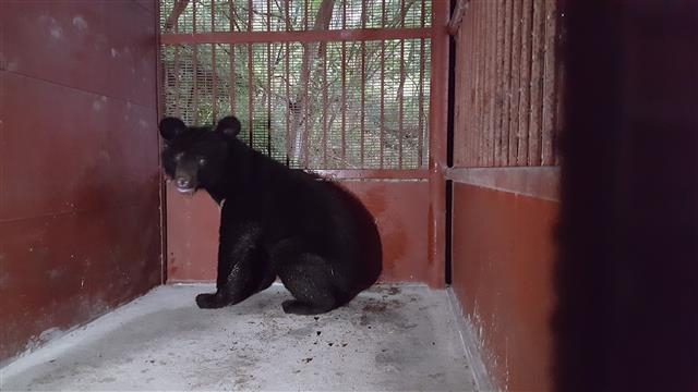 지난 7월 경북 김천 수도산에서 재포획된 수컷 반달가슴곰 KM 53이 지리산국립공원 자연적응훈련장으로 옮겨와 검역동에서 보호를 받고 있다. 환경부 제공