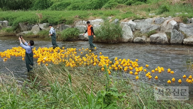 제4회 행복한 나눔오리 경주대회’가 5일 경기 성남시 분당구 판교동 개나리교 밑 운중천에서 열렸다.  (성남시 제공)