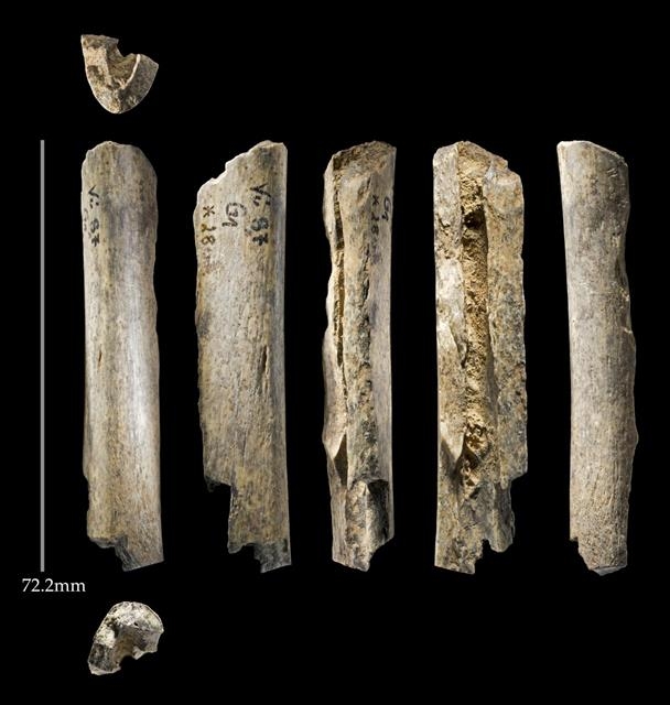 빈디야 동굴에서 발견된 네안데르탈인의 뼛조각들. 토머스 하이엄·PNAS 제공