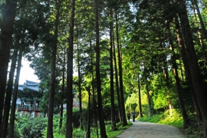 편백, 피톤치드 많대서 심었더니 ‘꽃가루 주범’