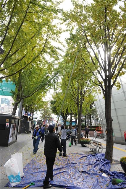 서울 중구의 은행 채취 기동반이 지역 내 은행나무에서 은행을 털어내고 있다. 중구 제공