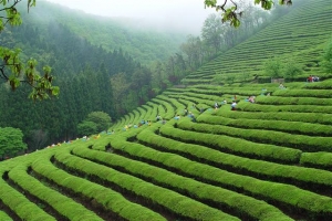 녹차밭 힐링… 티나는 향연… 보성의 품격