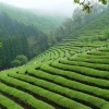 녹차밭 힐링… 티나는 향연… 보성의 품격