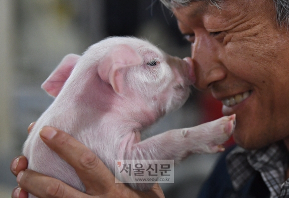 김문조 더불어 행복한 농장 대표가 젖먹이 어린 돼지와 코를 맞대고 교감을 나누고 있다.