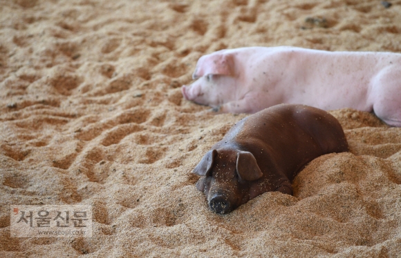 더불어 행복한 농장의 돼지들이 폭신한 왕겨가 깔린 넓은 사용장에서 휴식을 취하고 있다.
