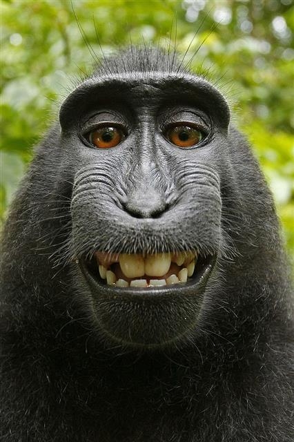 세계적으로 유명한 ‘원숭이 셀카’