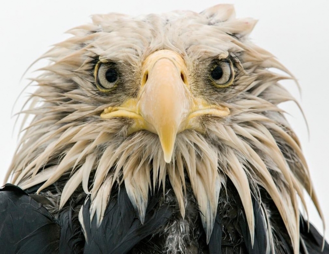 흰머리 독수리 (Bold eagle)