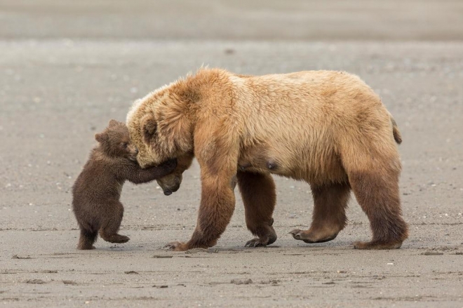 곰의 포옹 (Bear hug)