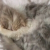 [별별영상] 독특한 소리로 코 고는 고양이