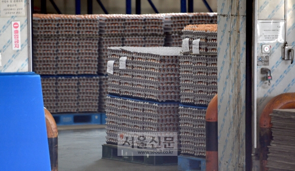 14일 경기도 광주 한국양계농협 계란유통센터의 창고에 판매가 되지 못해 쌓여 있는 계란들로 가득하다. 박지환기자 popocar@seoul.co.kr