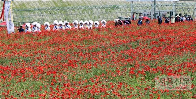 경남&#60284;하동군 북천면 40만㎡에 이르는 넓은 들판에 매년 가을 코스모스·메밀꽃밭을 조성해 무대공연·전시·체험 등 축제를 개최한다.
