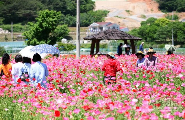 경남&#60284;하동군 북천면 40만㎡에 이르는 넓은 들판에 매년 가을 코스모스·메밀꽃밭을 조성해 무대공연·전시·체험 등 축제를 개최한다.