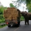 ‘너무 배가 고파요!’ 건초 더미 실은 트럭 터는 코끼리