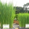 쌀의 역발상… ‘사료용 벼’ 보급 나선다