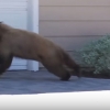 ‘깜짝이야’ 사람보고 놀라 줄행랑치는 야생곰 外