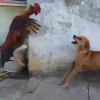 [반전영상] 개와 싸운 수탉, 과연 승자는?