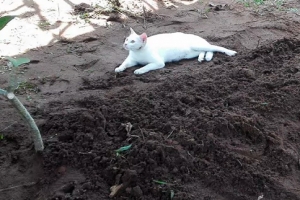 무덤 곁 지키는 흰 고양이, 무슨 사연이