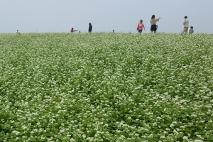 한라산에 눈이 내렸다? 메밀꽃밭 절경 연출